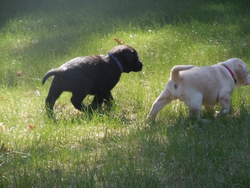 Pigeon River Labrador Puppies